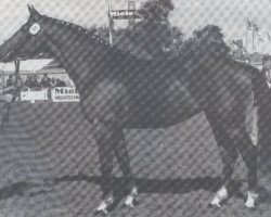 Zuchtstute Tangente (Holsteiner, 1981, von Fernando I)