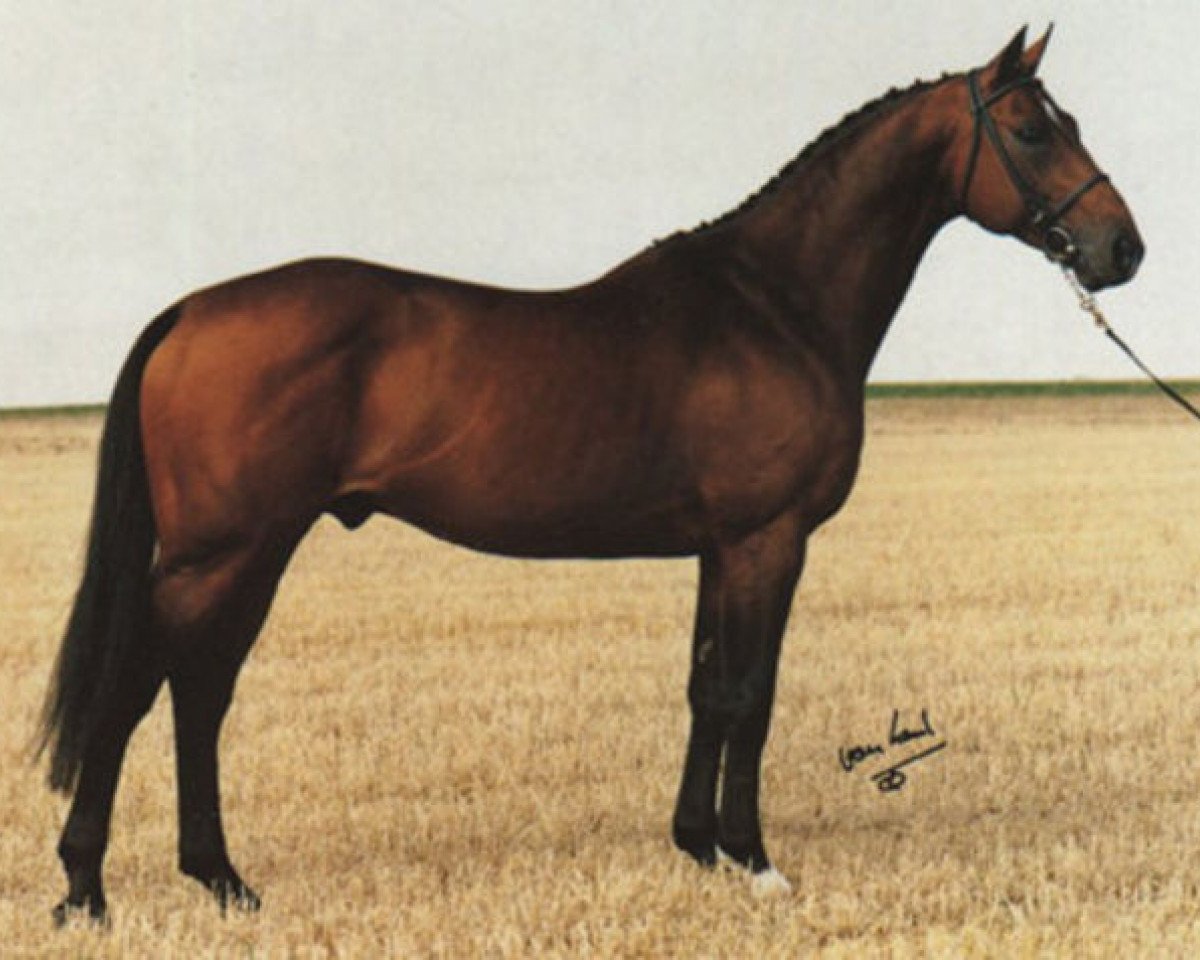 Deckhengst Dammen (KWPN (Niederländisches Warmblut), 1985, von Alme)