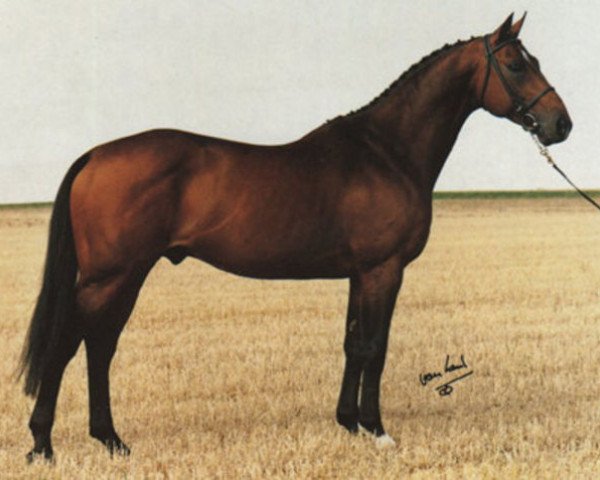stallion Dammen (Royal Warmblood Studbook of the Netherlands (KWPN), 1985, from Almé)