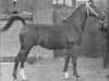 stallion Wachtmeester (Gelderland, 1957, from L'Invasion AN)