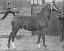 stallion Wachtmeester (Gelderland, 1957, from L'Invasion AN)