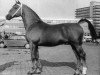 stallion Commandant (Gelderland, 1961, from Wachtmeester)