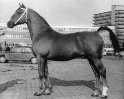 stallion Commandant (Gelderland, 1961, from Wachtmeester)