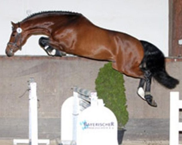 stallion Lordinio (Württemberger, 2004, from Lordano)