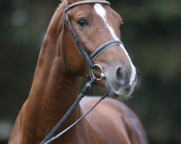 stallion Lamberk (Hanoverian, 2005, from Lordanos)