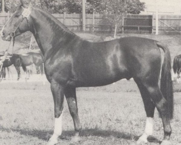 stallion Agent (Westphalian, 1964, from Aar)