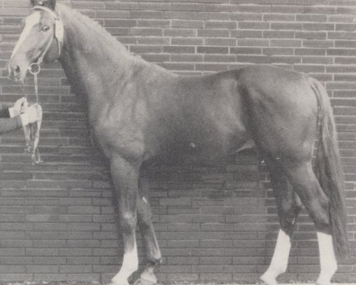 Deckhengst Ahorn (Westfale, 1970, von Agent)
