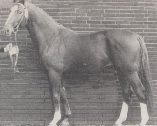 stallion Ahorn (Westphalian, 1970, from Agent)
