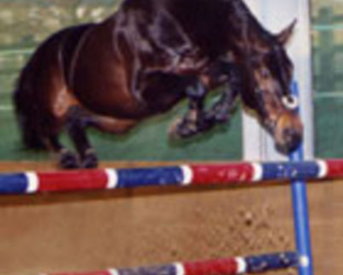 Deckhengst Dick Z (Zangersheide Reitpferd, 1997, von Drossan)