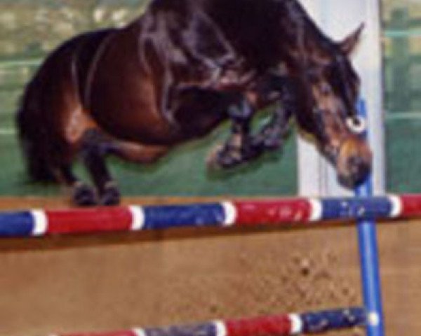 stallion Dick Z (Zangersheide riding horse, 1997, from Drossan)