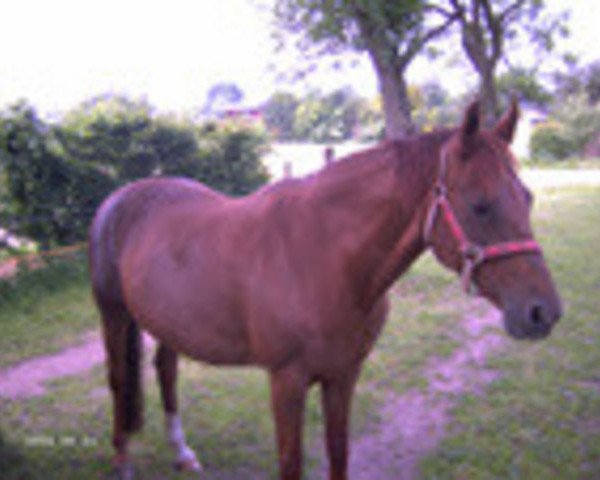 broodmare Lady Like (Oldenburg, 1989, from Sion)