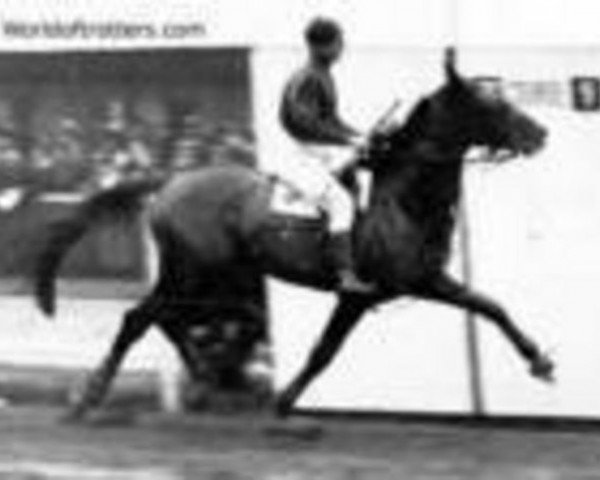 stallion Quinio (FR) (French Trotter, 1938, from Hernani III (FR))