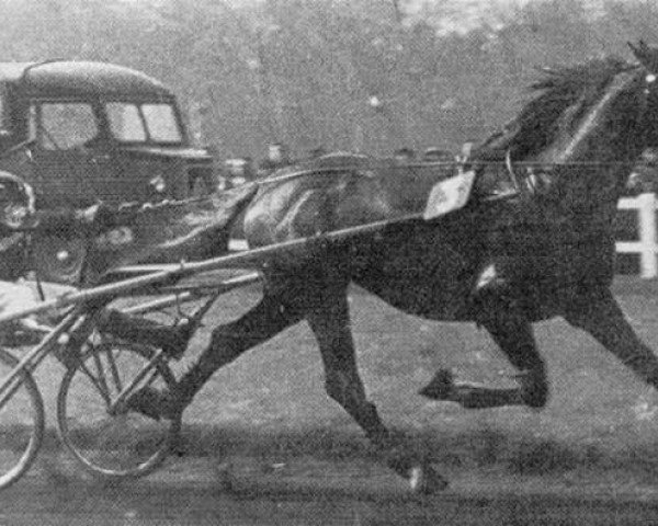 stallion Kerjacques (FR) (French Trotter, 1954, from Quinio (FR))