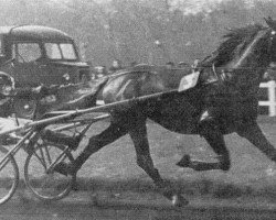 stallion Kerjacques (FR) (French Trotter, 1954, from Quinio (FR))