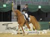 dressage horse Lezard 12 (Rhinelander, 2005, from Lord Loxley I)