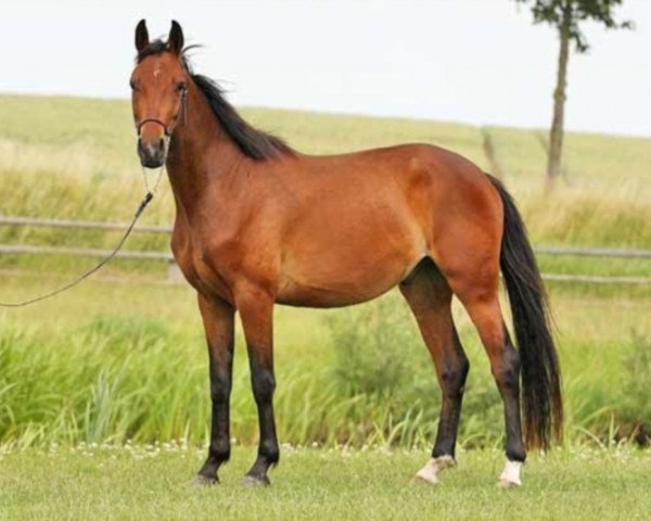 dressage horse Furio (Mecklenburg, 2009, from Fürst Lexow)