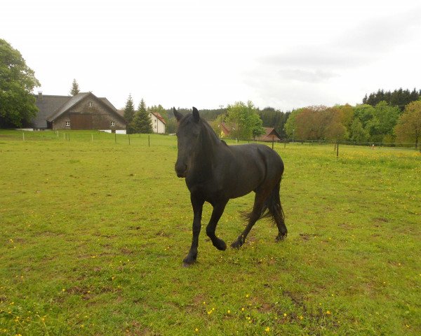 horse Jurrentsje (Friese, 2011, from Jorn)