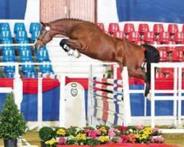 stallion Curo (Oldenburg show jumper, 2009, from Cornado NRW)