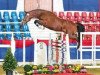 stallion Curo (Oldenburg show jumper, 2009, from Cornado NRW)