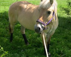 horse Korin (Fjord Horse, 1990, from Bjorgard)