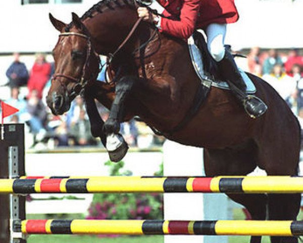 stallion Electro (KWPN (Royal Dutch Sporthorse), 1986, from Voltaire)