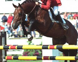 stallion Electro (KWPN (Royal Dutch Sporthorse), 1986, from Voltaire)