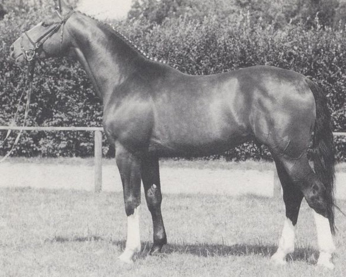 stallion Mambrino (Westphalian, 1988, from Maraschino)