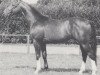 stallion Mambrino (Westphalian, 1988, from Maraschino)