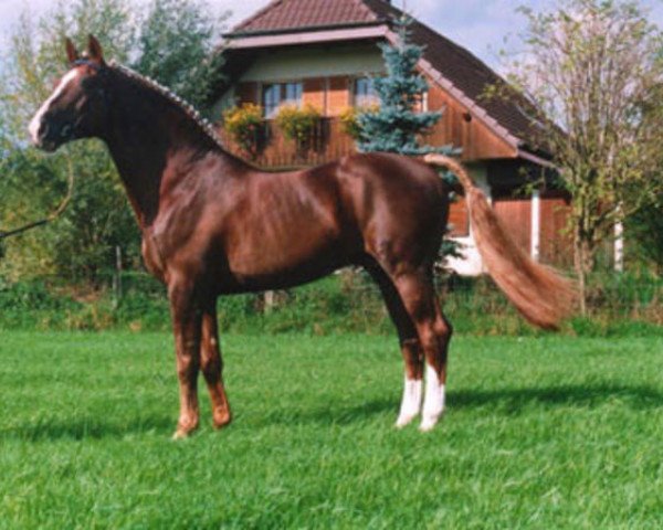Pferd Wandango (Koninklijk Warmbloed Paardenstamboek Nederland (KWPN), 1980, von Legaat)