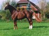 stallion Wandango (Dutch Warmblood, 1980, from Legaat)