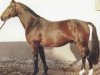 stallion Narvik (Hanoverian, 1979, from Novize)