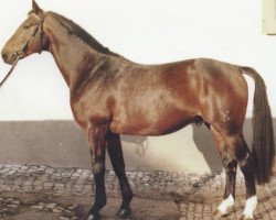 stallion Narvik (Hanoverian, 1979, from Novize)