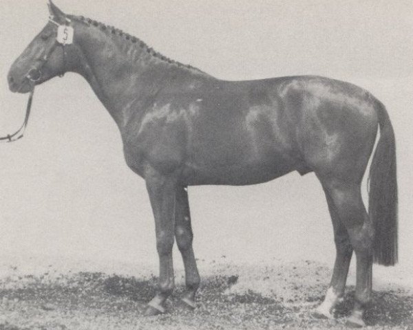 stallion Fernandez (Westphalian, 1979, from Frühlingsball)