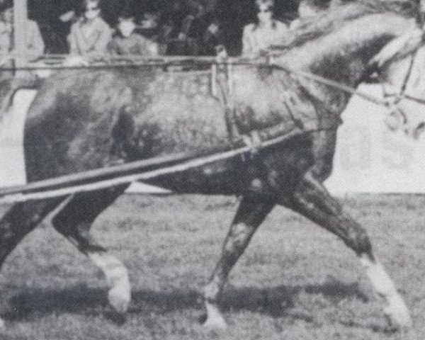 stallion Sigesmund (Hanoverian, 1961, from Seneka I)