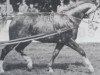 stallion Sigesmund (Hanoverian, 1961, from Seneka I)