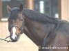 stallion Amaris (Hessian Warmblood, 2002, from Adlantus As)