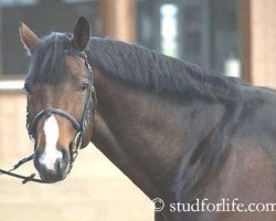 stallion Amaris (Hessian Warmblood, 2002, from Adlantus As)