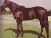 stallion Anfield xx (Thoroughbred, 1979, from Be My Guest xx)