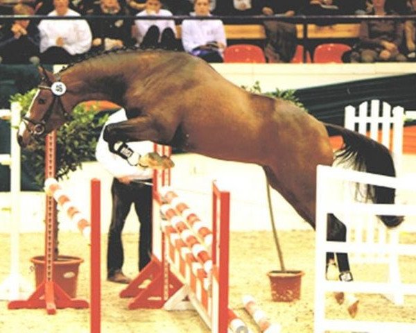 stallion Prince Patmos (Trakehner, 2006, from Patmos)