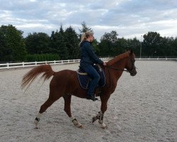 broodmare Tracy 64 (German Riding Pony, 1994, from Donauwind)