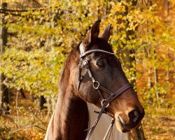 Springpferd Cedric B (Zweibrücker, 2006, von Cruise Missile)