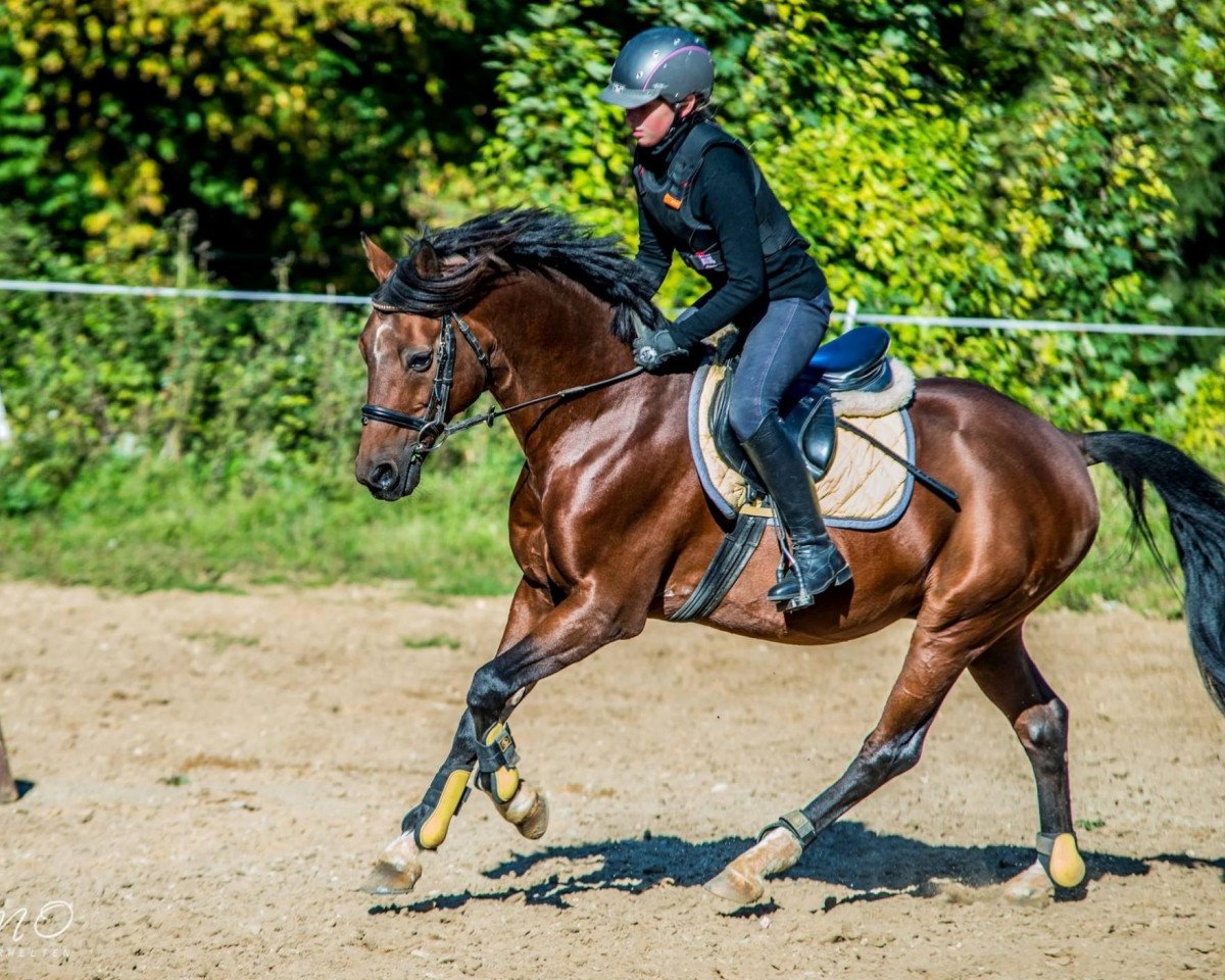 dressage horse Orlando 270 (German Riding Pony, 1999, from Ombre)