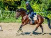 dressage horse Orlando 270 (German Riding Pony, 1999, from Ombre)