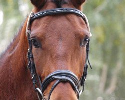 broodmare Revue (German Riding Pony, 2008, from Da Capo)