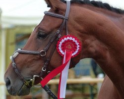 broodmare Duffy Danielle (Hanoverian, 2005, from Dumont)