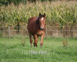 horse Flocke (Rhenish-German Cold-Blood, 2013, from Franco)