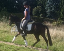 jumper Vamos a Bailar (German Riding Pony, 2010, from Valido's Highlight)