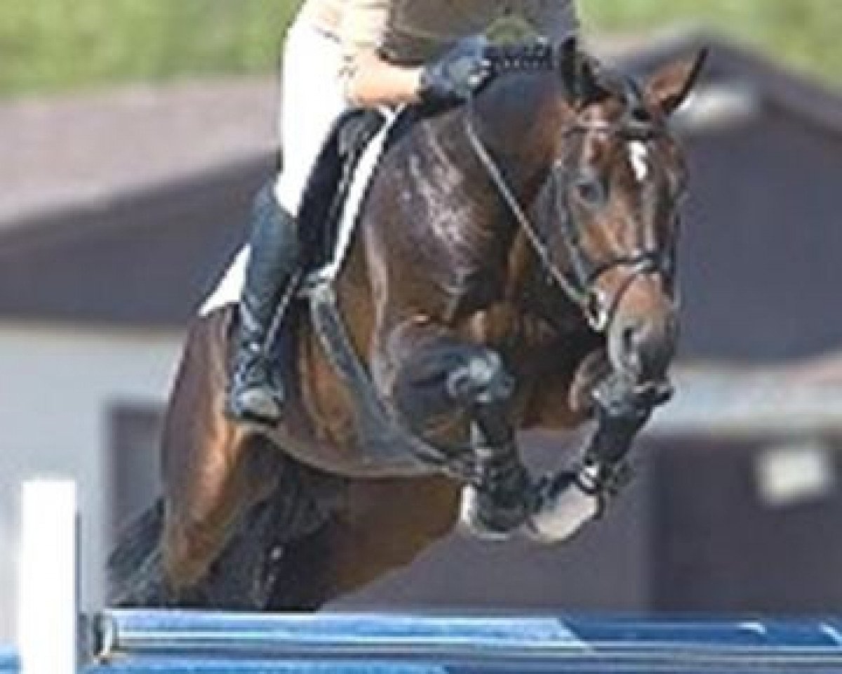 stallion A Conto As (Hanoverian, 2001, from Adlantus As FRH)