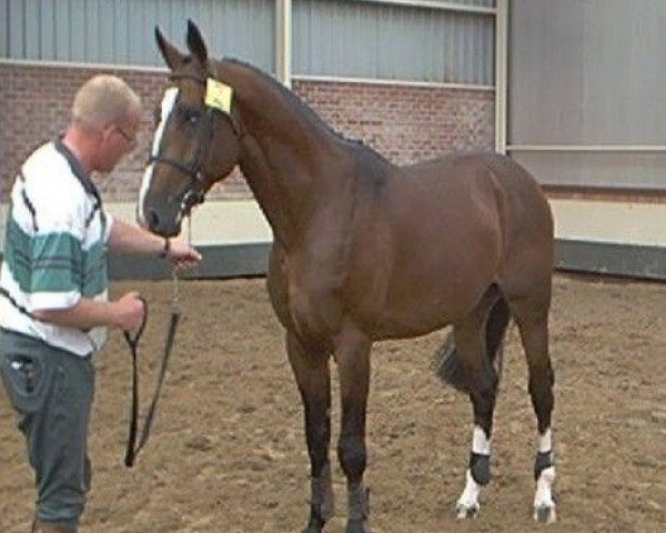 Deckhengst Pavoni (Koninklijk Warmbloed Paardenstamboek Nederland (KWPN), 1997, von Lincoln)