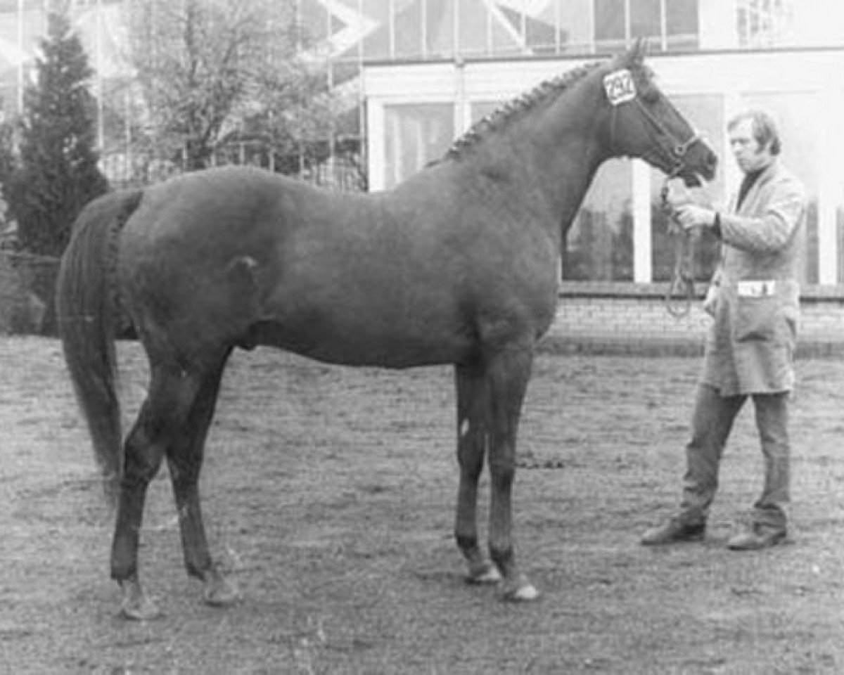 Deckhengst Exilio xx (Englisches Vollblut, 1954, von Wild Risk xx)